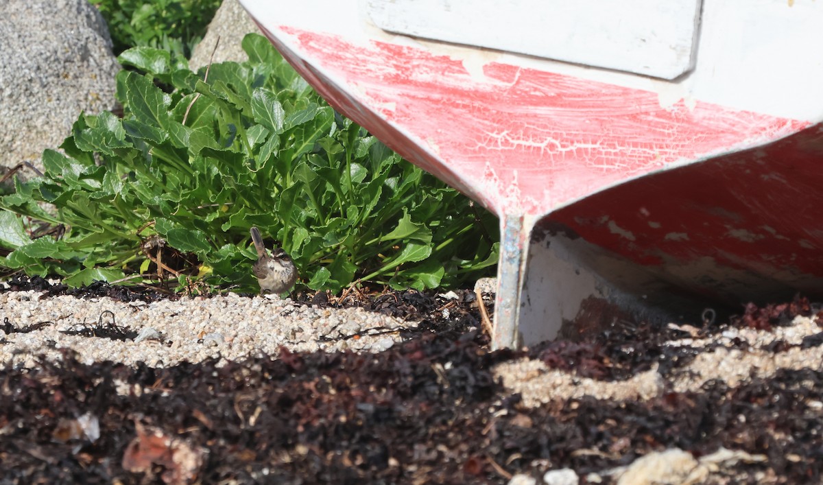 藍喉鴝 - ML644523884