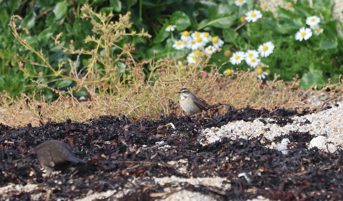 藍喉鴝 - ML644523885