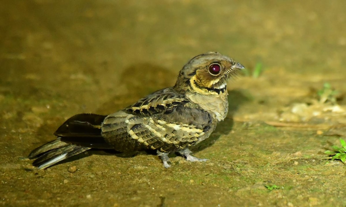 Jerdon's Nightjar - ML644523886