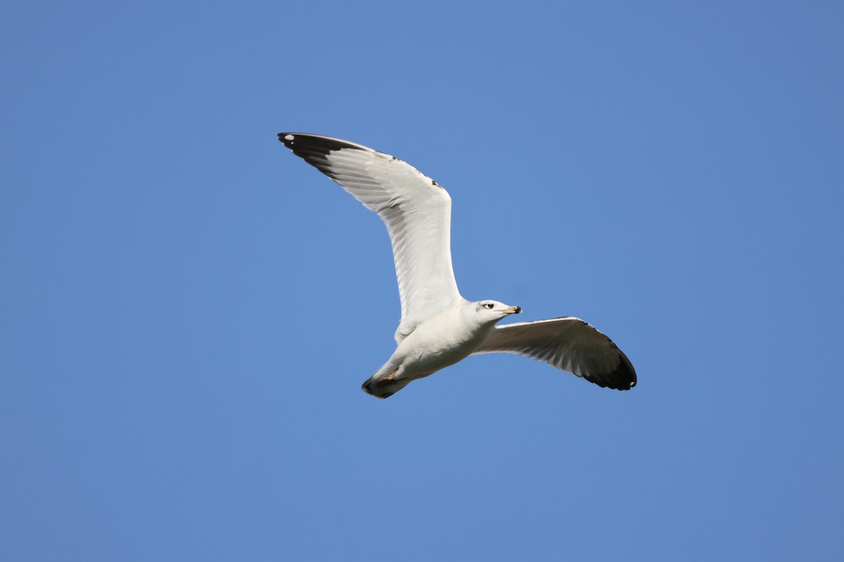 漁鷗 - ML644523887