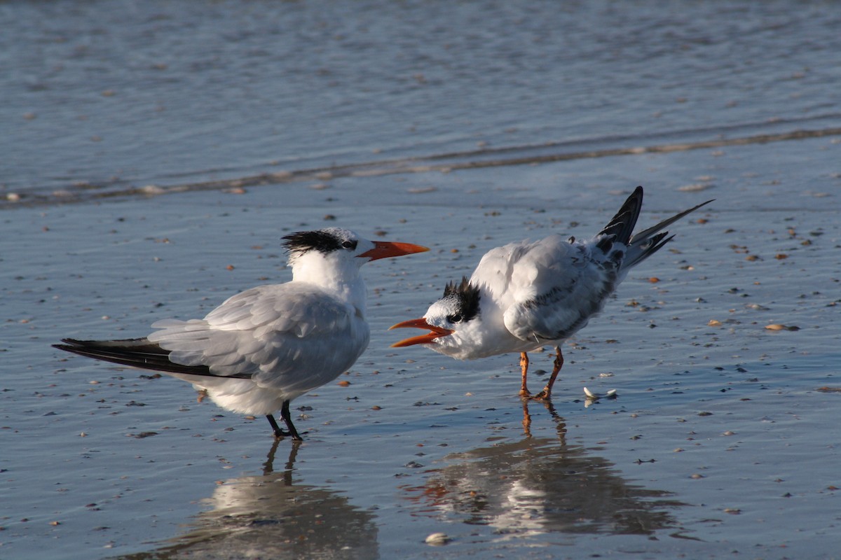 Royal Tern - ML644523888