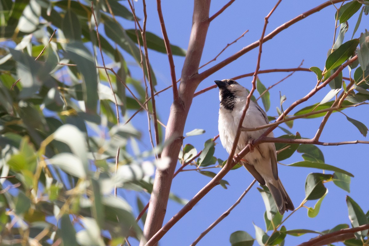 Desert Sparrow - ML644523889