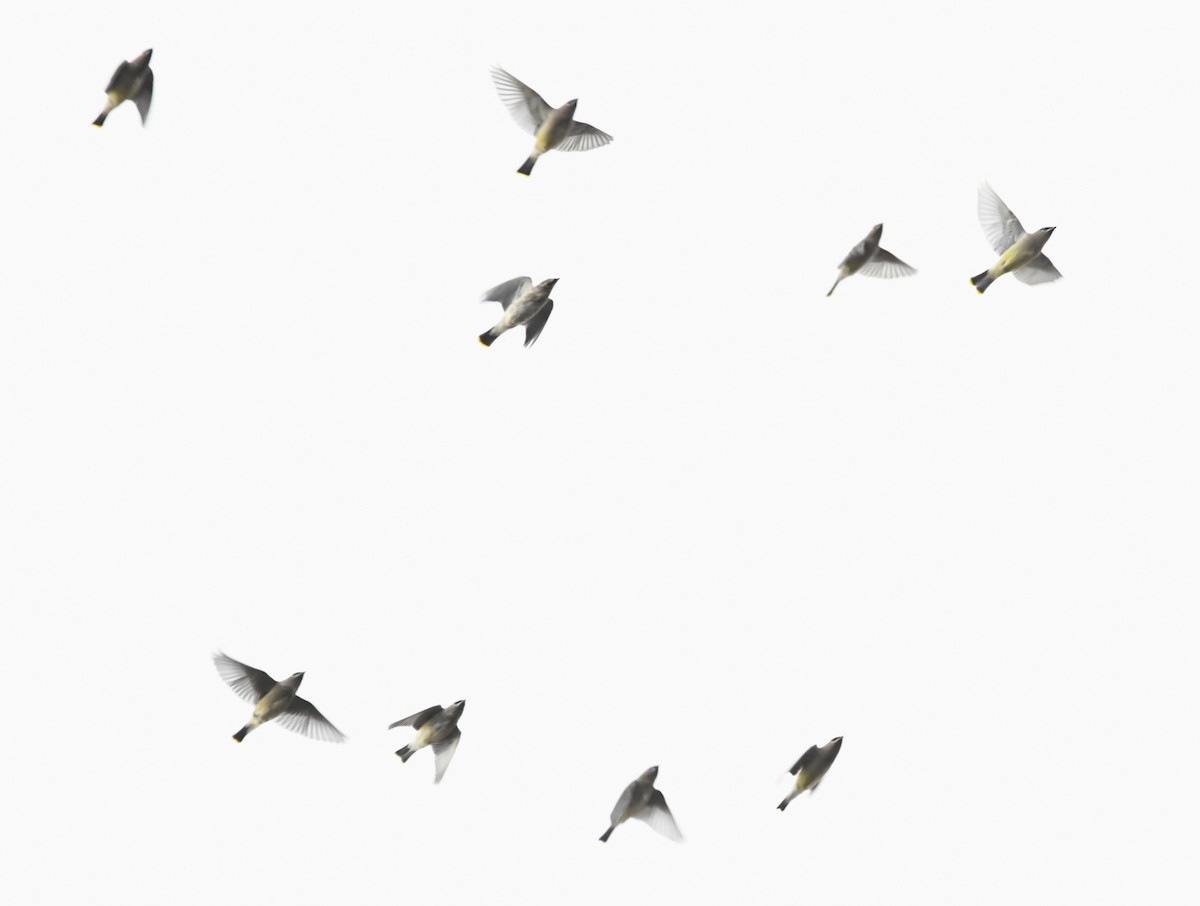 Cedar Waxwing - ML644523891