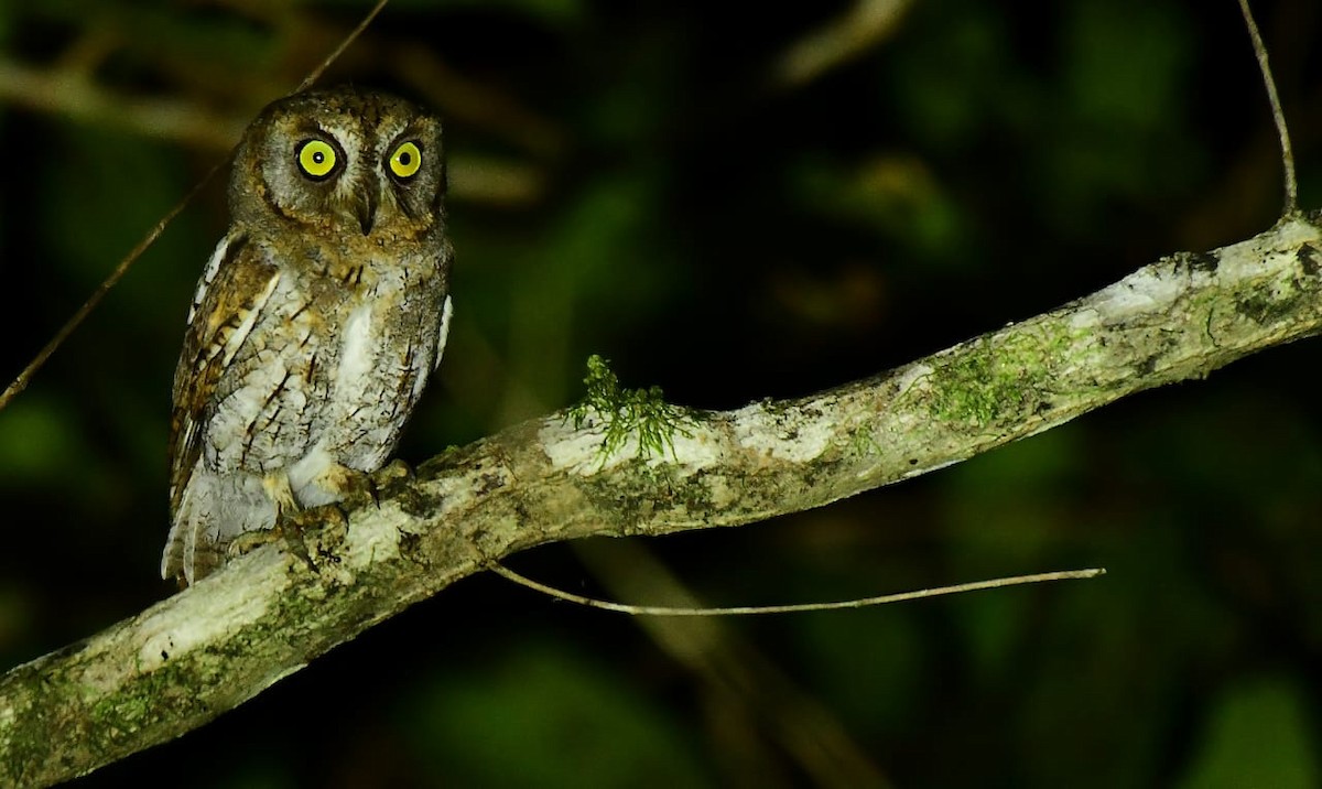 東方角鴞 - ML644523892