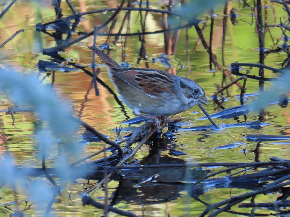 Swamp Sparrow - ML644523893