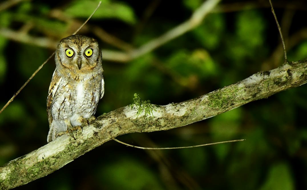 東方角鴞 - ML644523894