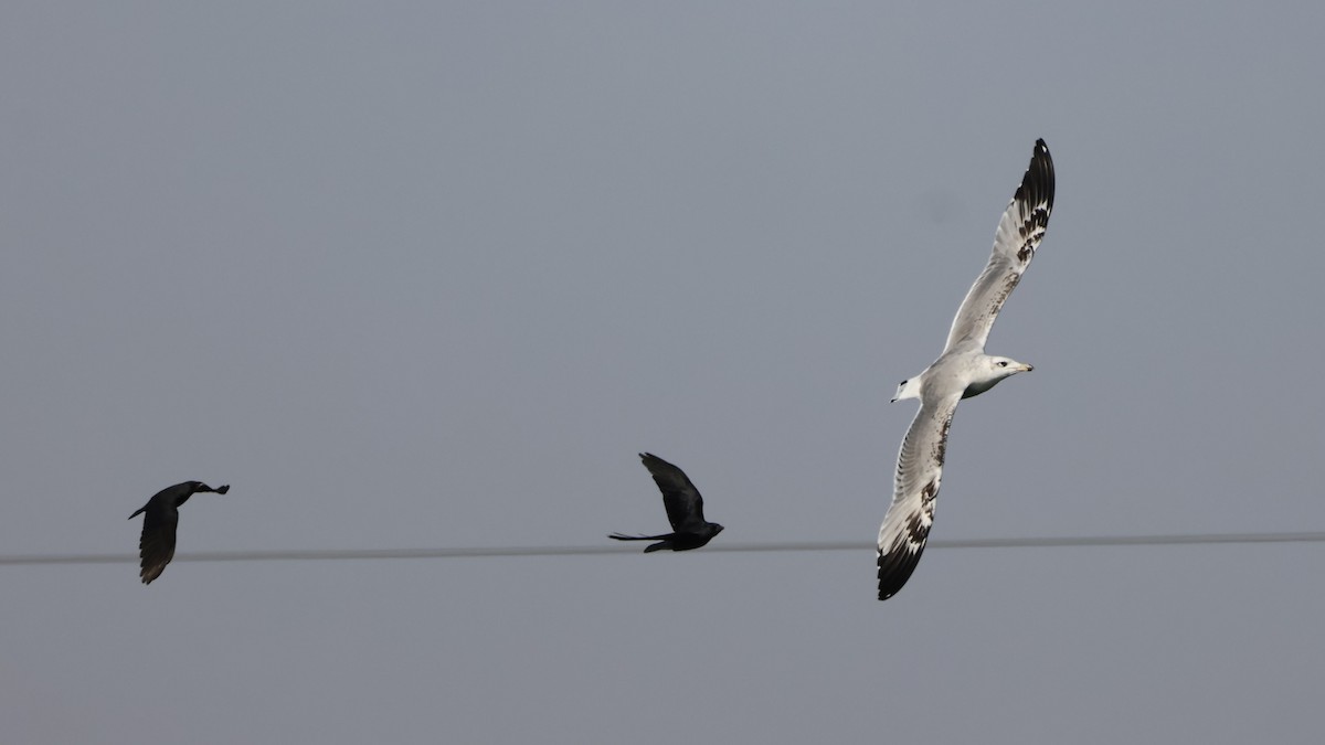 漁鷗 - ML644523895