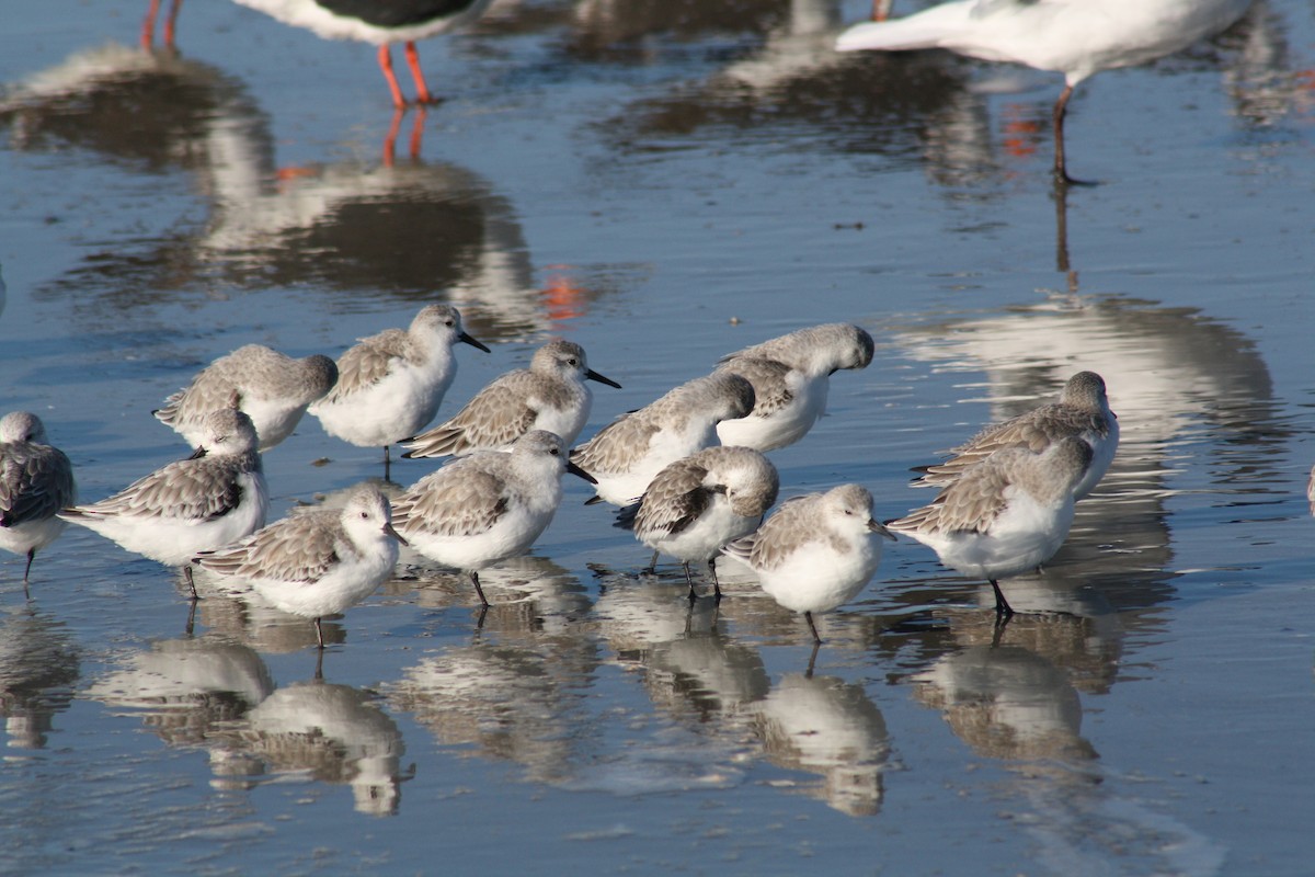 三趾濱鷸 - ML644523896