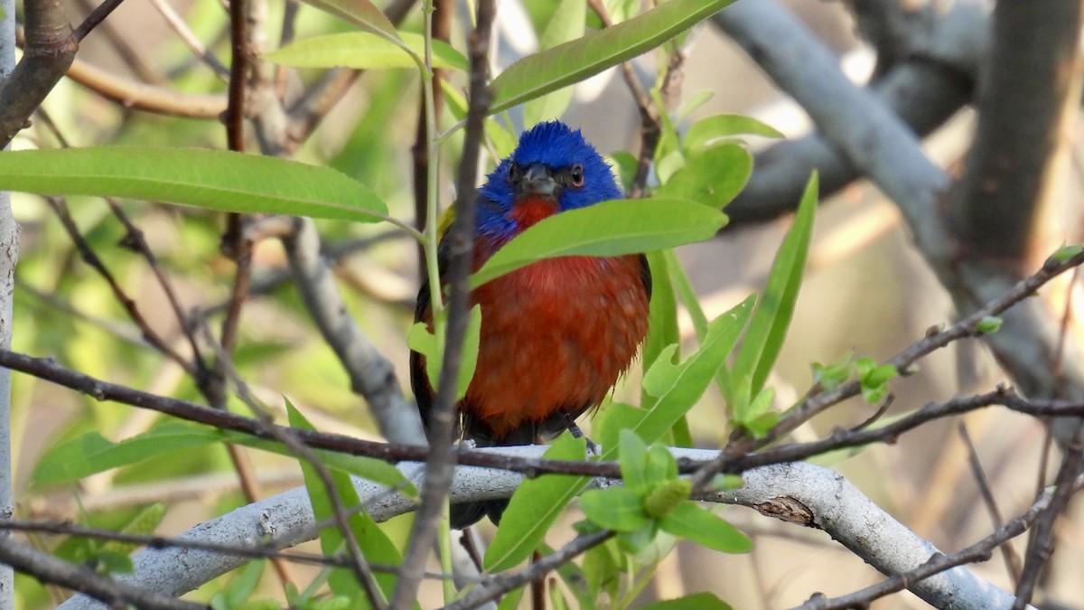 Painted Bunting - ML644523897