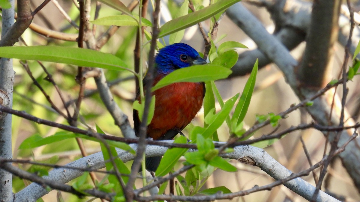 Painted Bunting - ML644523898