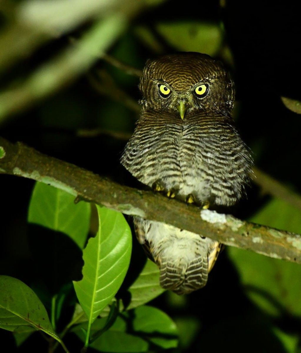 Jungle Owlet - ML644523899
