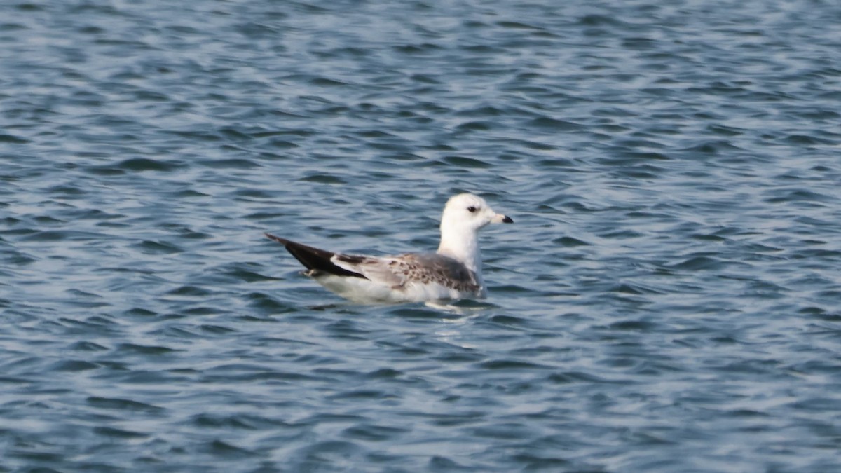 歐亞海鷗 - ML644523900