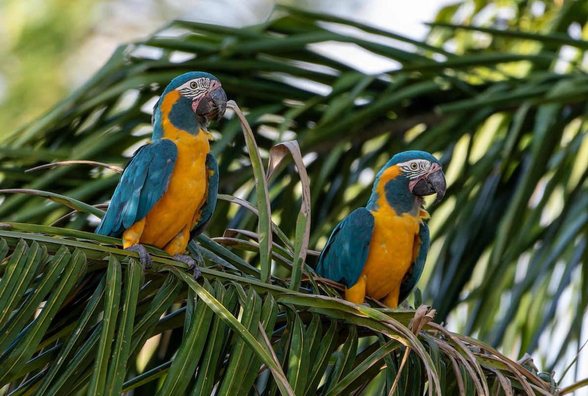 Blue-throated Macaw - ML644523901