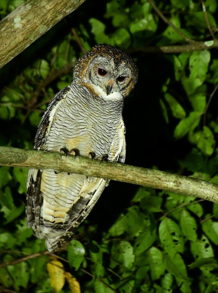 Mottled Wood-Owl - ML644523902