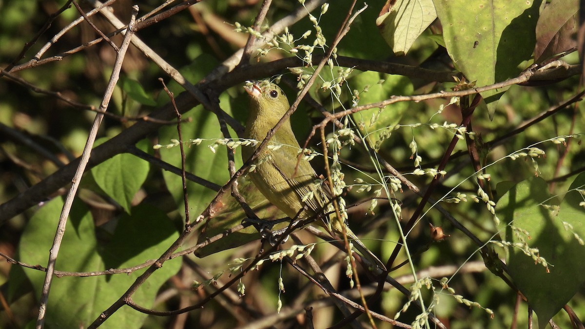Painted Bunting - ML644523905