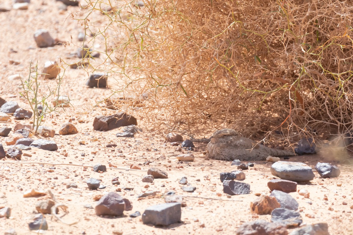 Egyptian Nightjar - ML644523906