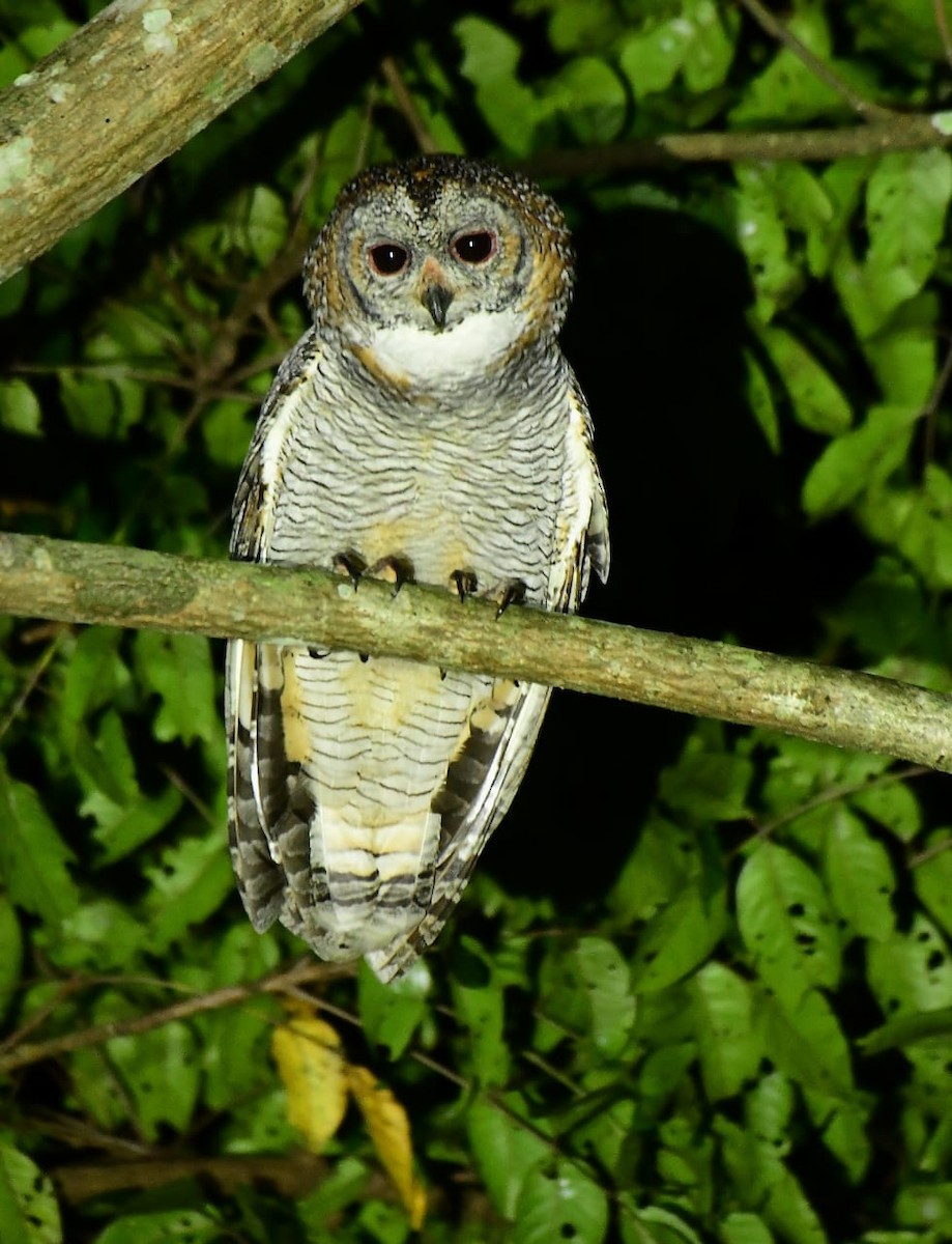 Mottled Wood-Owl - ML644523907