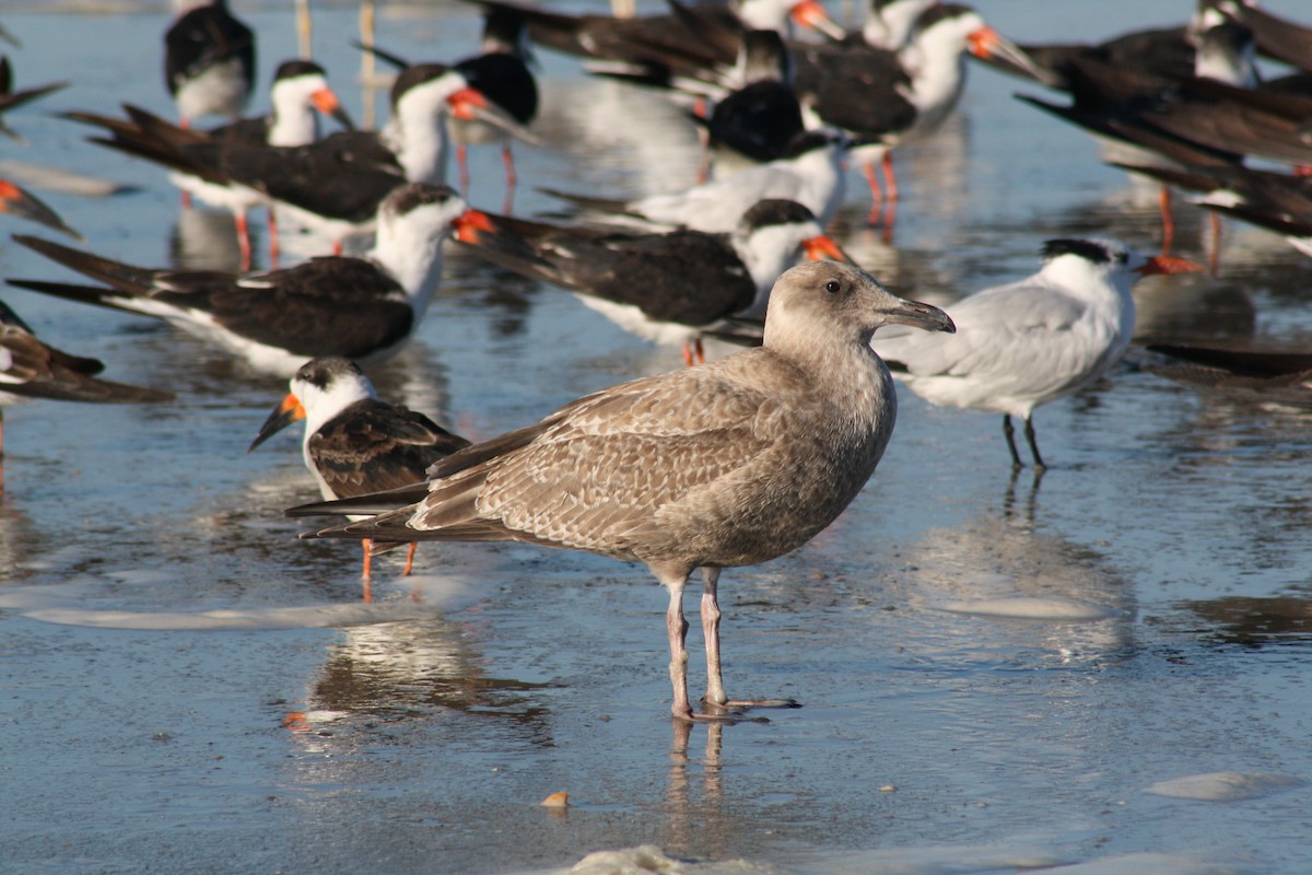 小黑背鷗 - ML644523909