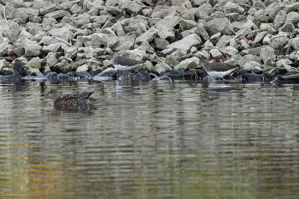 白腰草鷸 - ML644523910