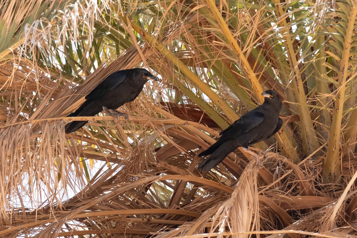 Brown-necked Raven - ML644523912