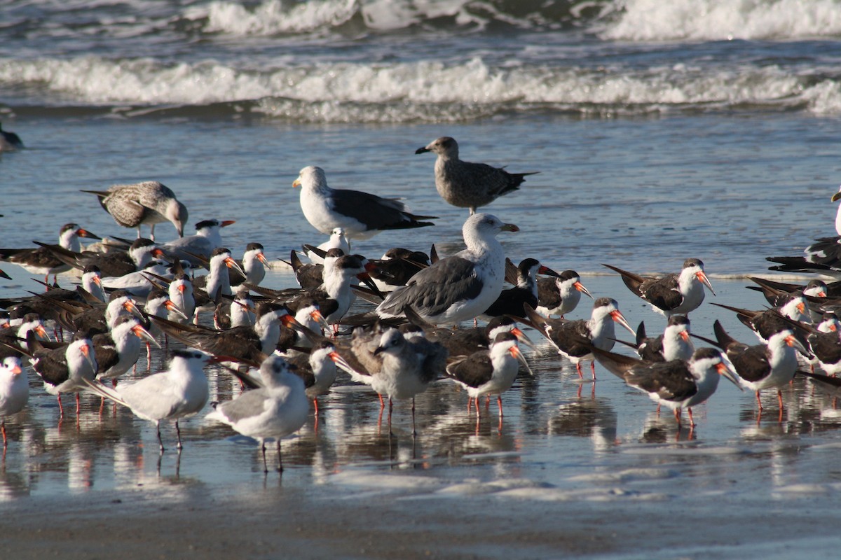小黑背鷗 - ML644523915