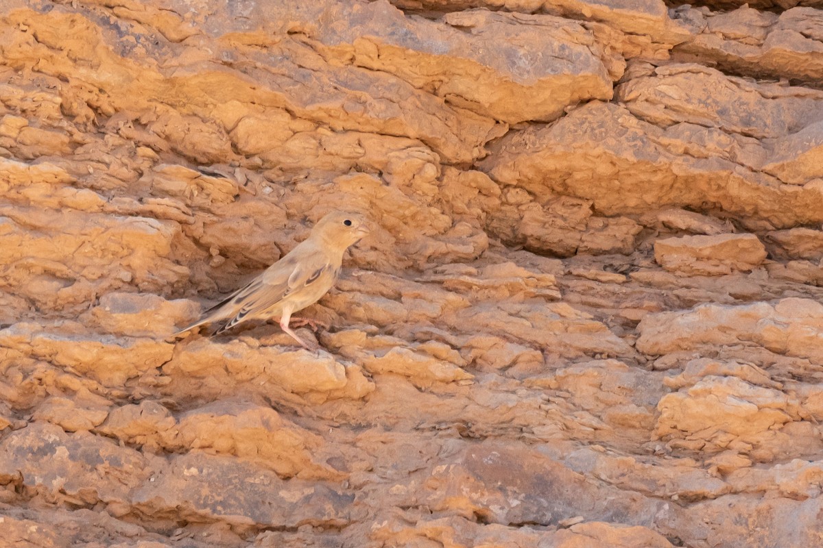 Trumpeter Finch - ML644523919