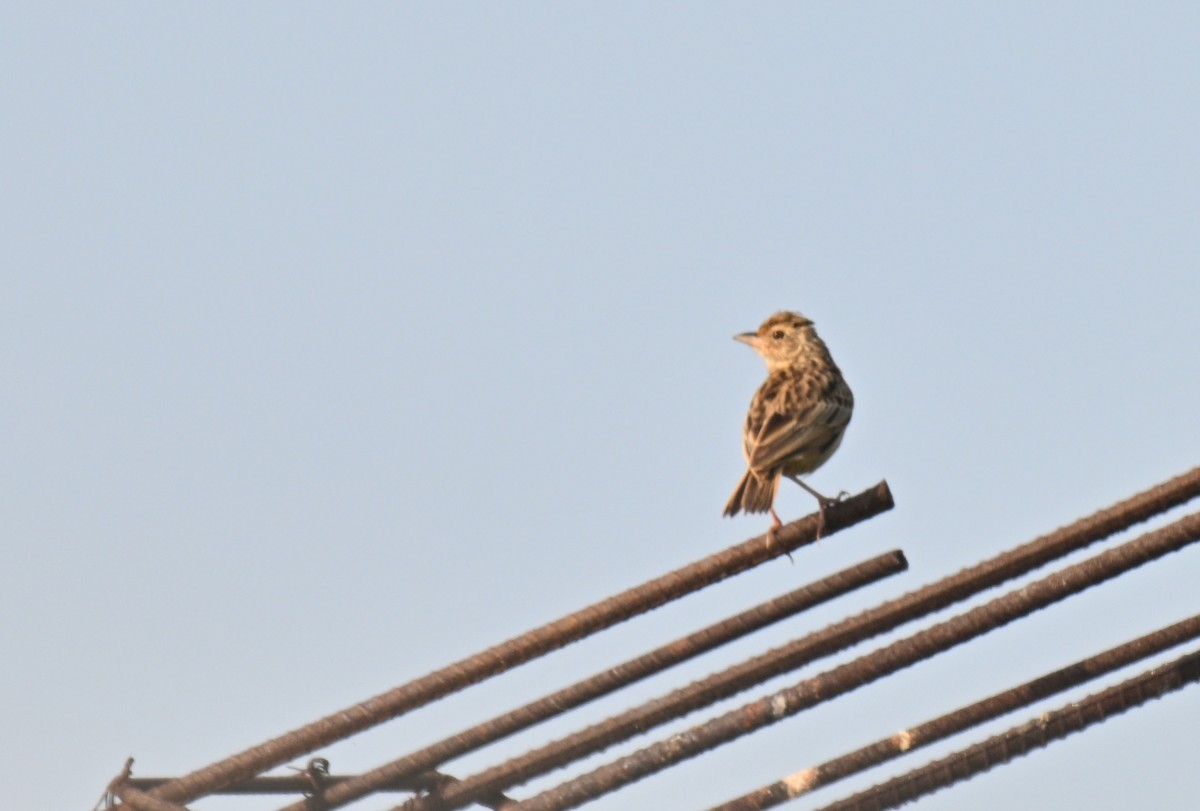 ghatslerke - ML644523920