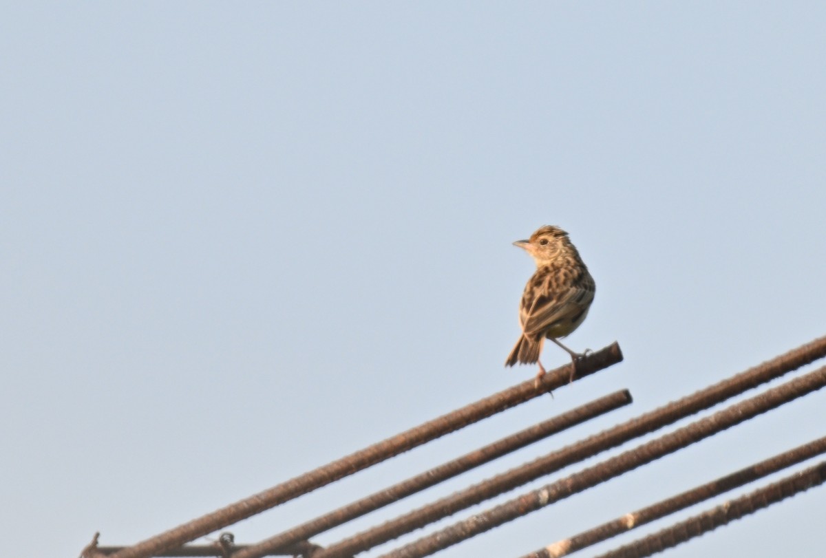 ghatslerke - ML644523921