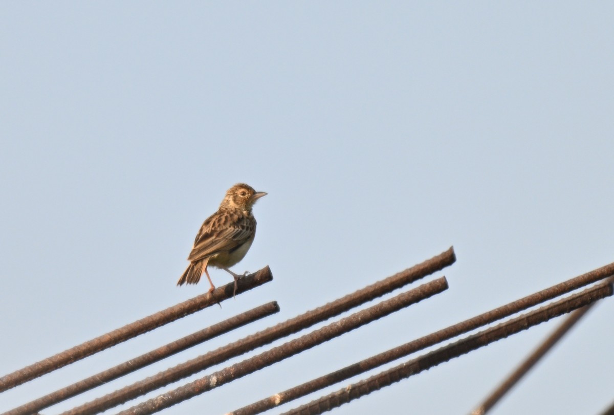 ghatslerke - ML644523922