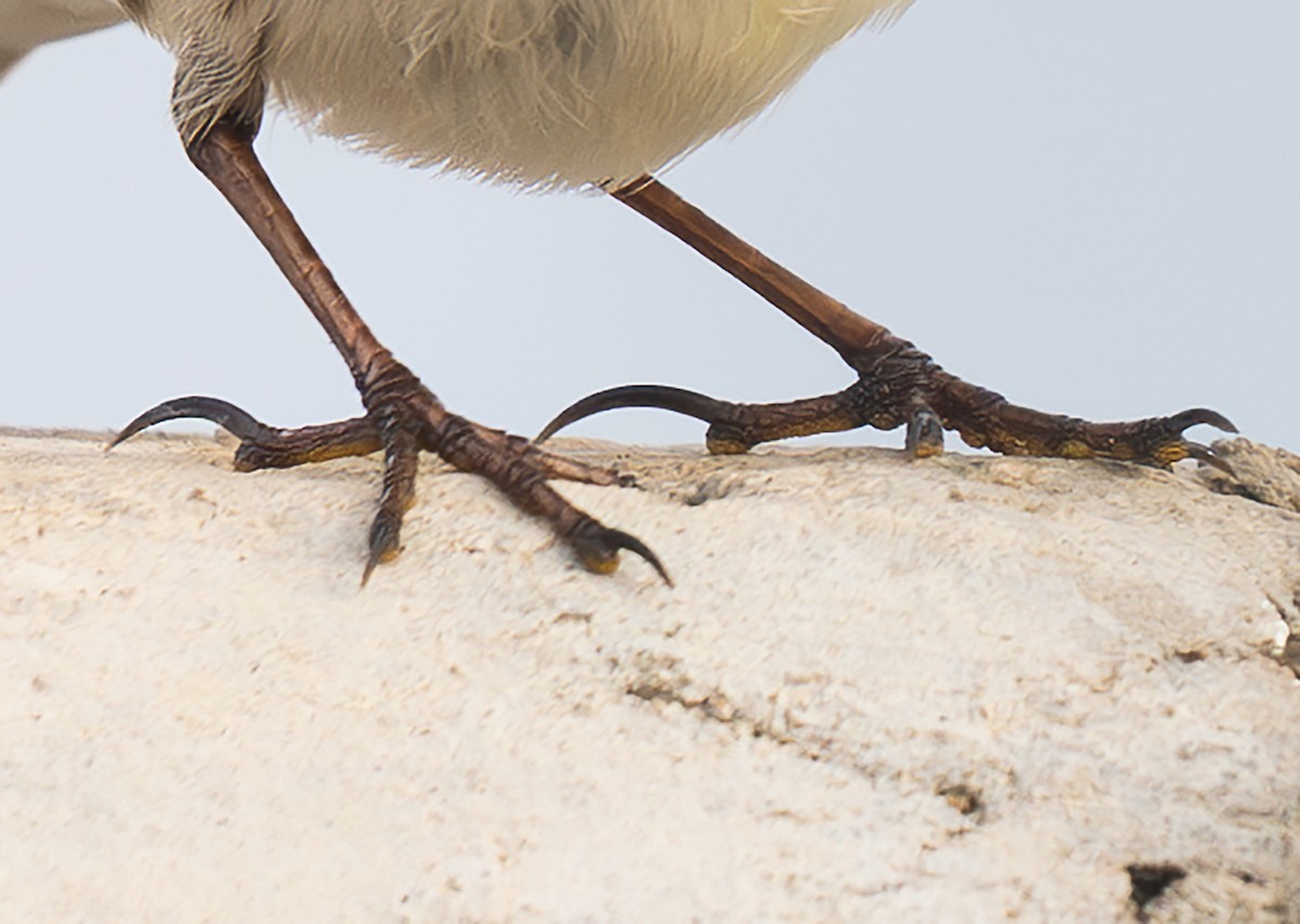 Bisbita Pratense - ML644523923