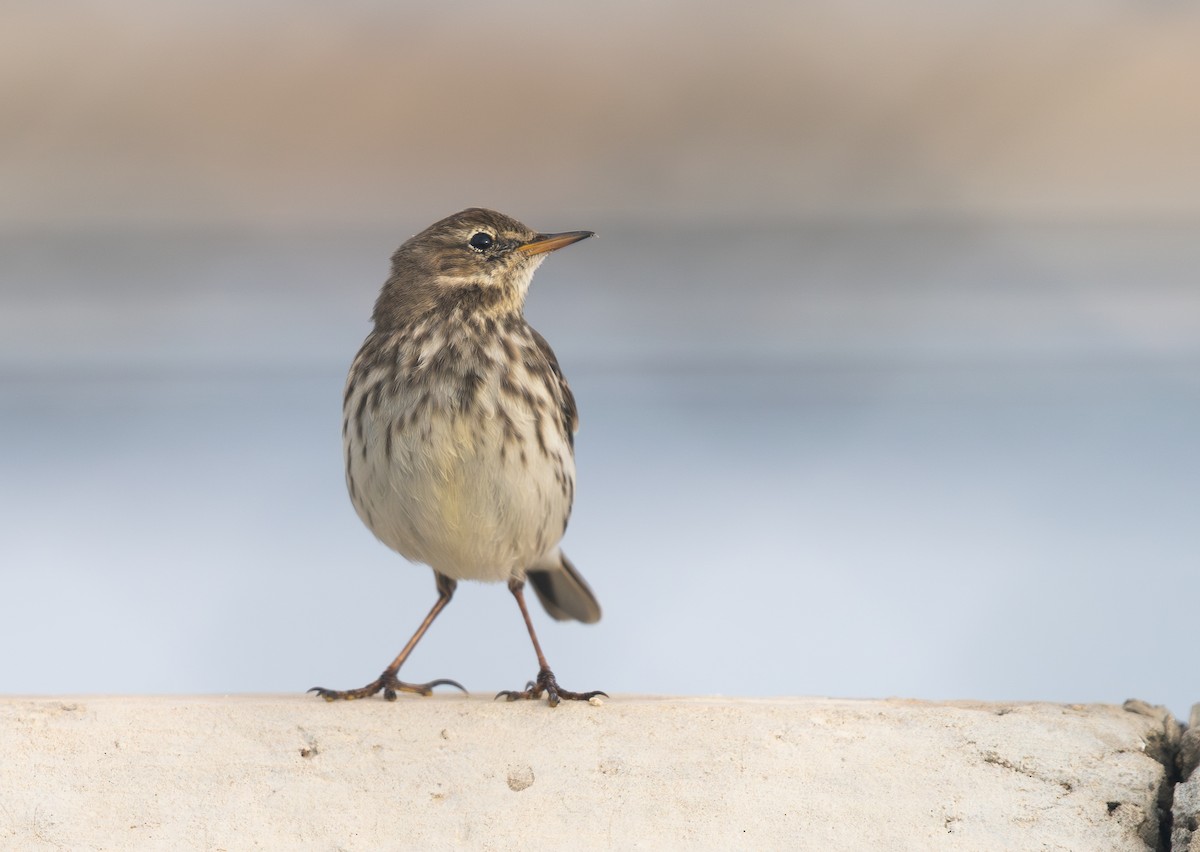 Bisbita Pratense - ML644523924