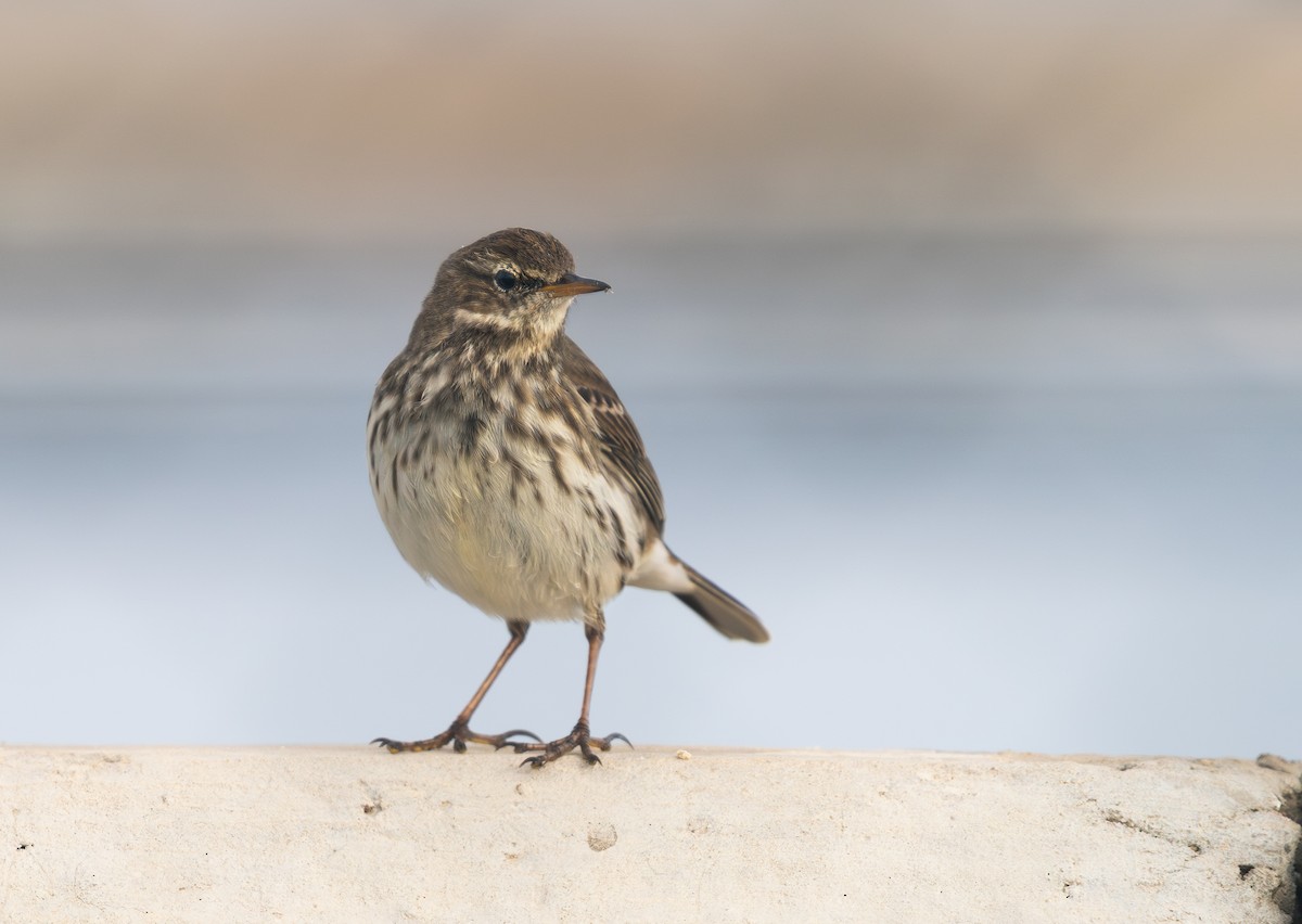 Bisbita Pratense - ML644523925