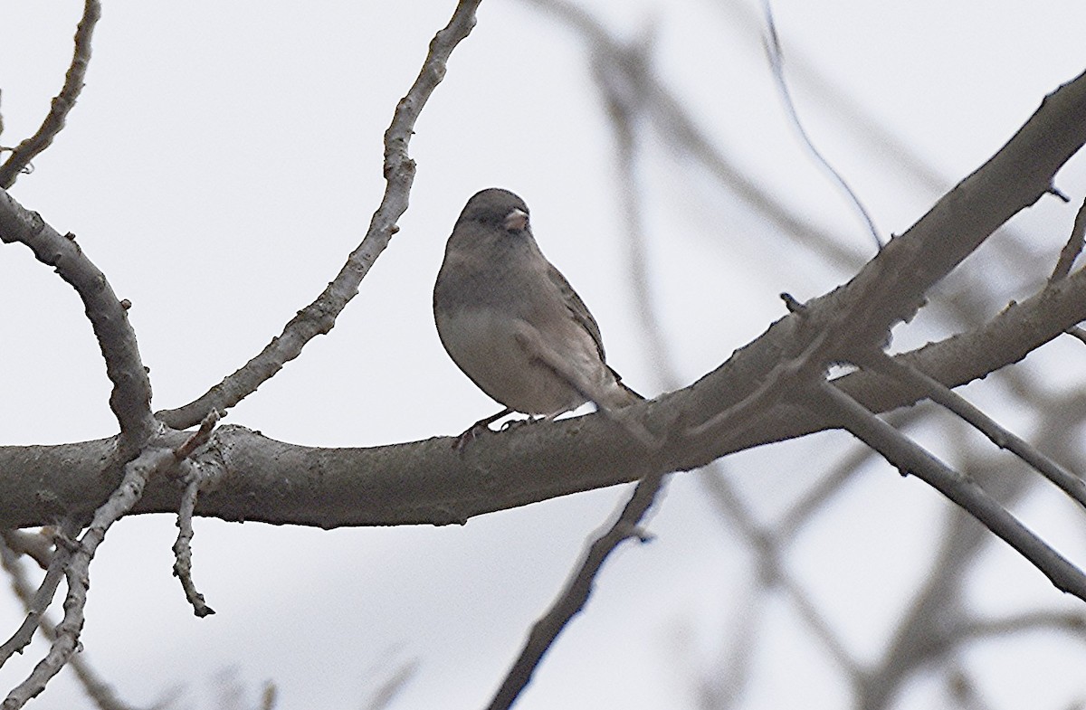Junco ardoisé - ML644523928