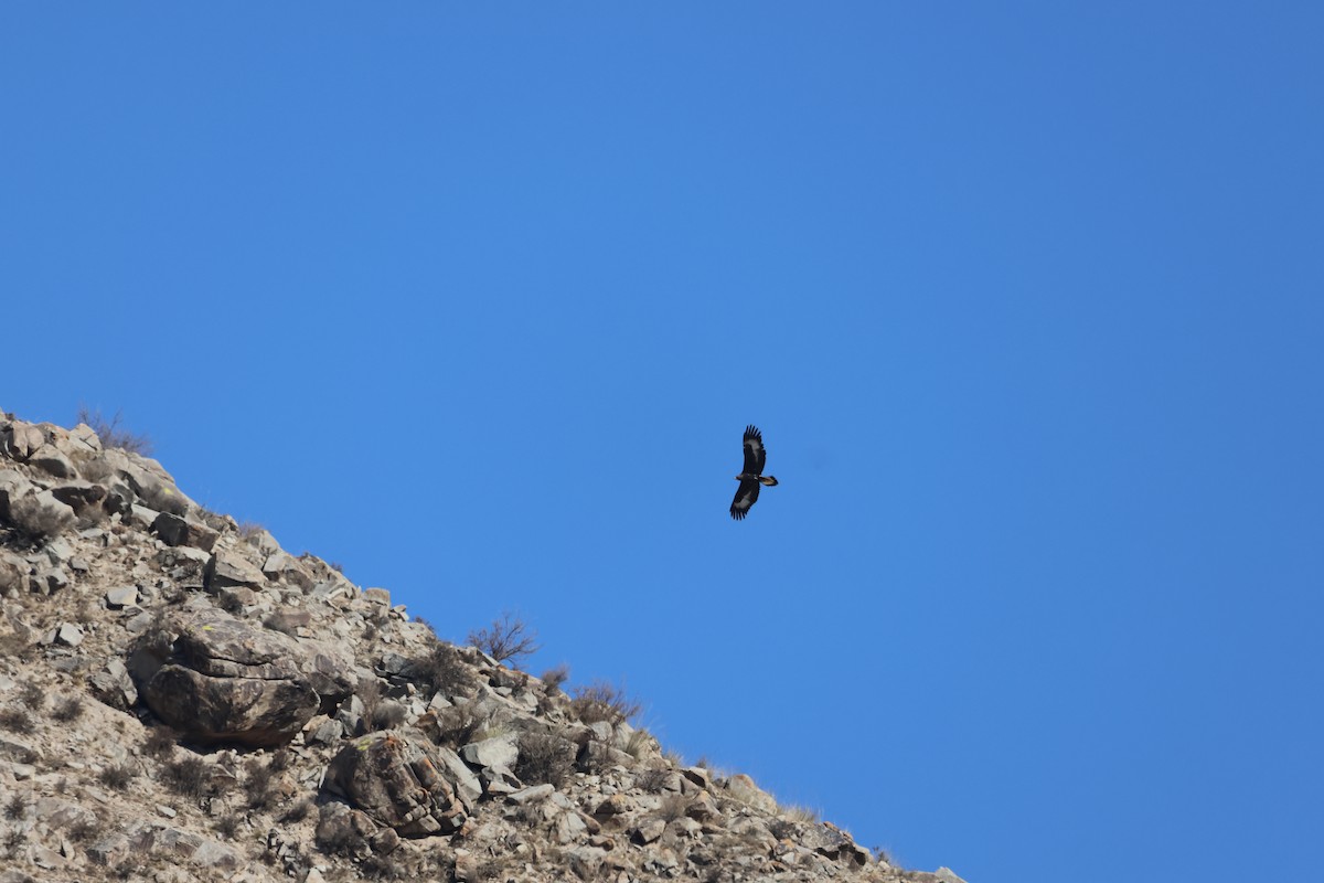 イヌワシ - ML644523934