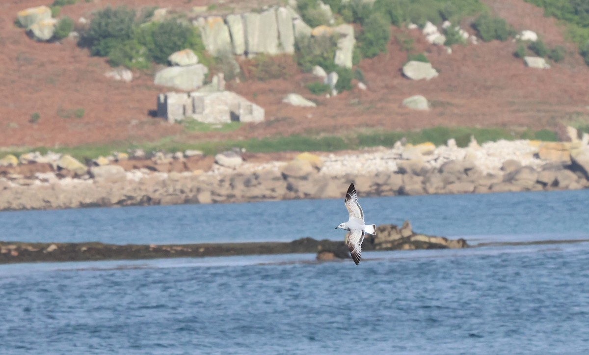 Mediterranean Gull - ML644523936