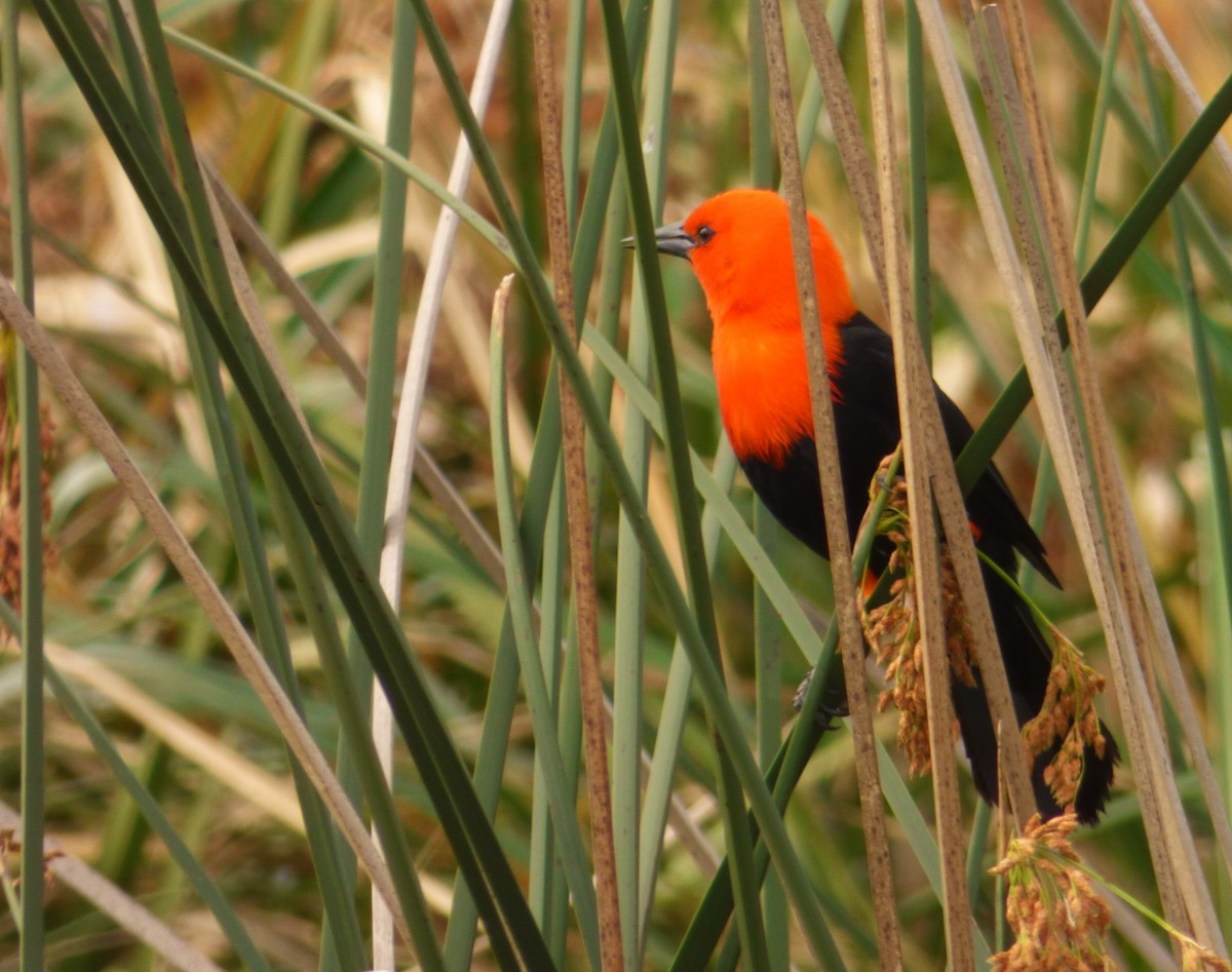 Трупіал червоноголовий - ML644523937