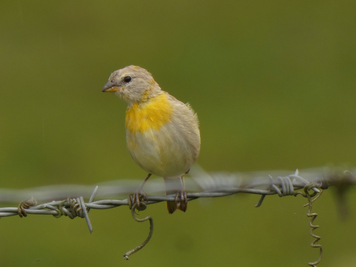 Saffron Finch - ML644523945