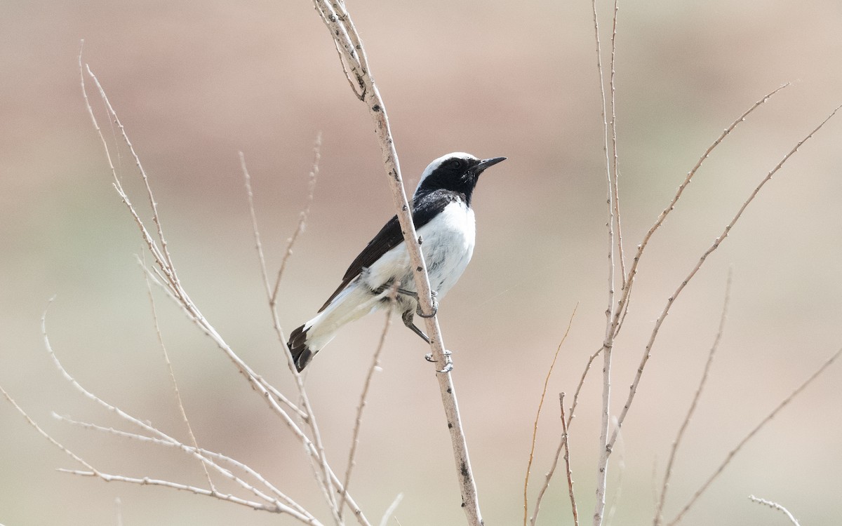 Finsch's Wheatear - ML644523951
