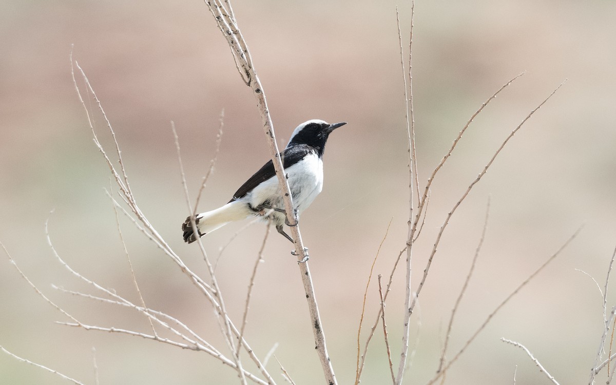 Finsch's Wheatear - ML644523952