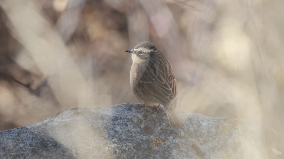 pěvuška hnědavá - ML644523953