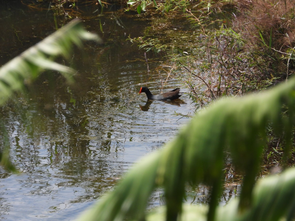 amerikasivhøne - ML644523956