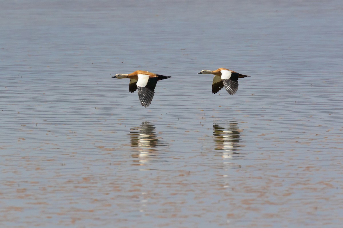 Ruddy Shelduck - ML644523957