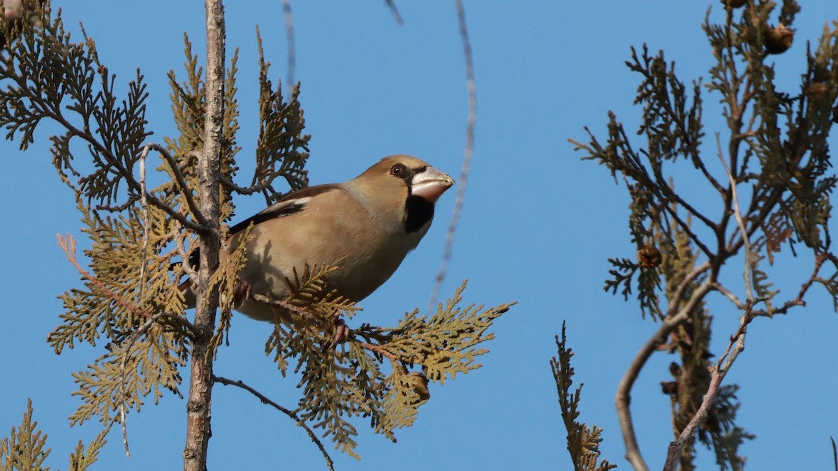 シメ - ML644523963