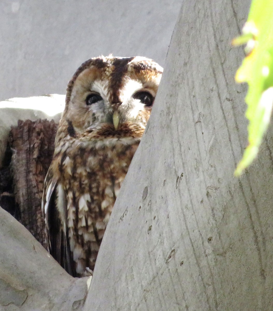 Chouette hulotte - ML644523965