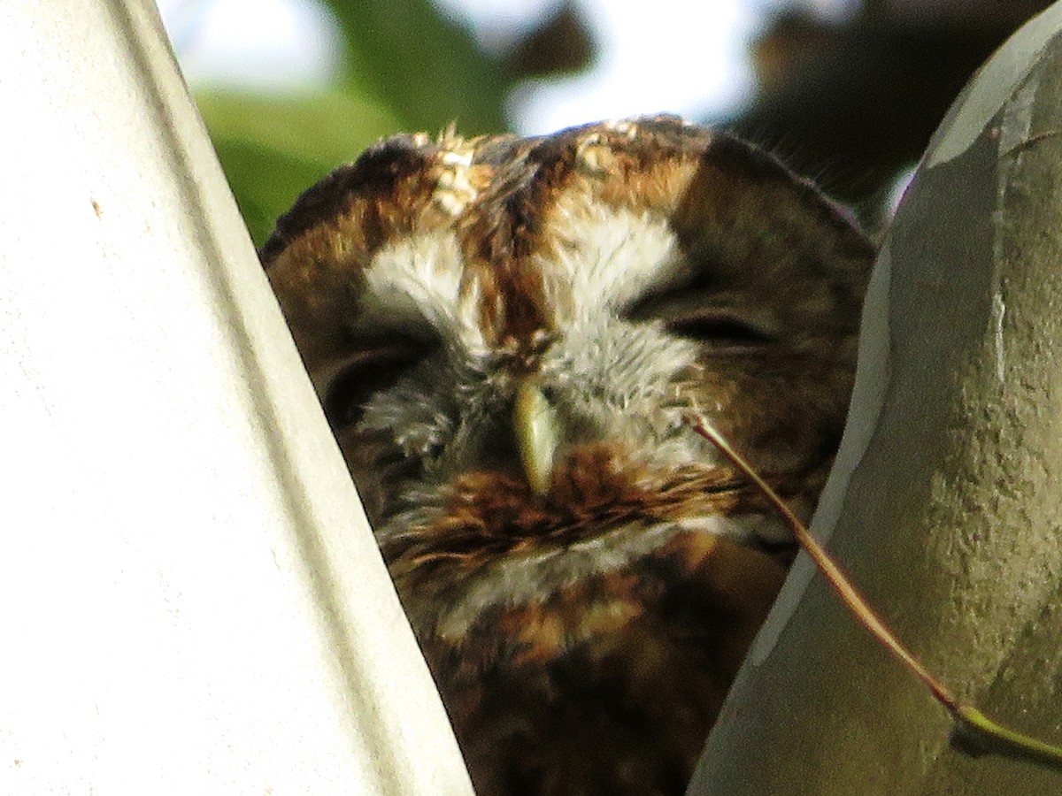 Chouette hulotte - ML644523966