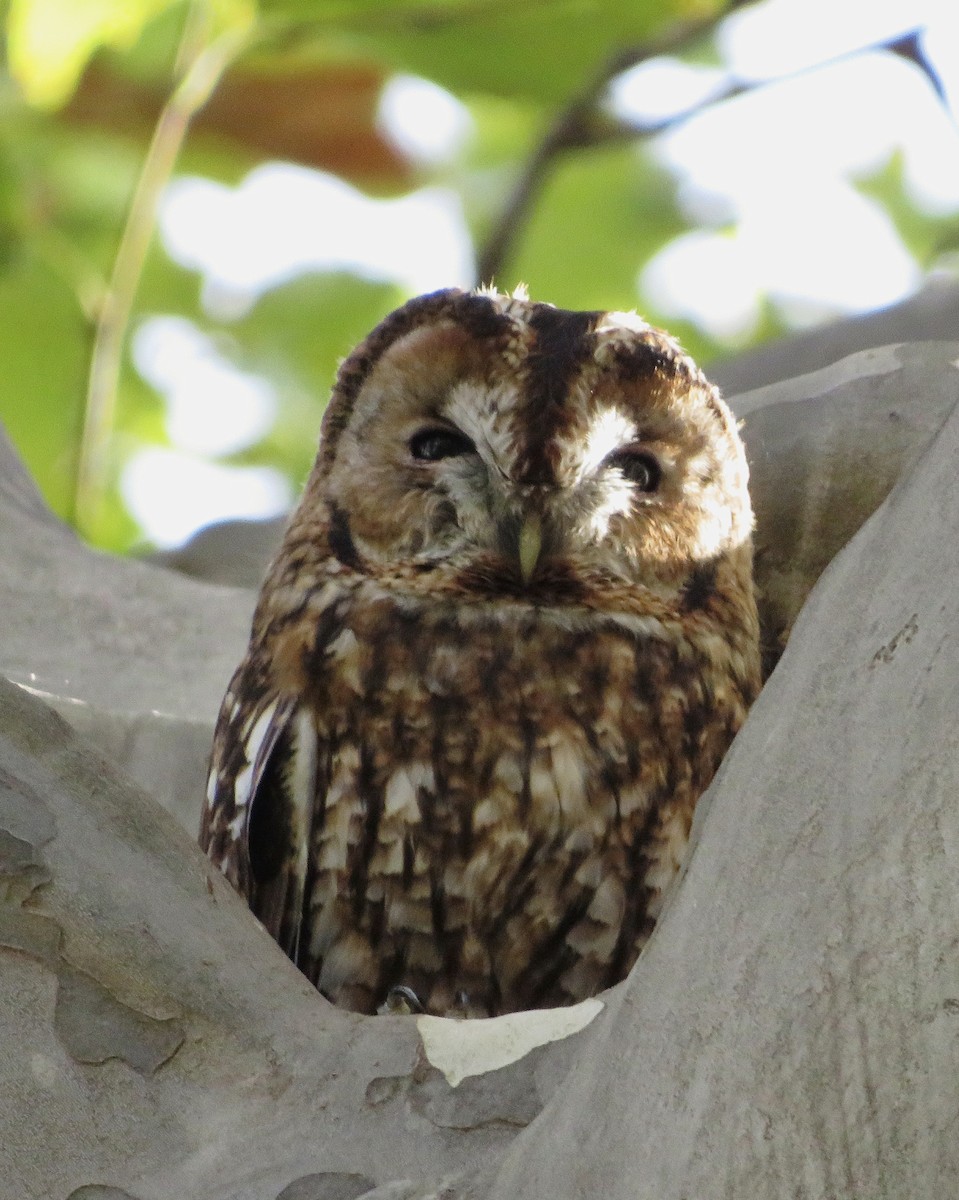 Chouette hulotte - ML644523967