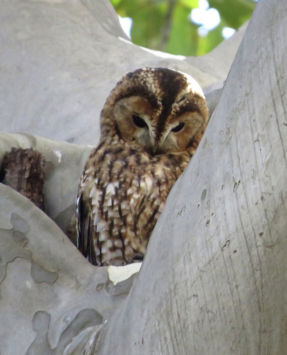 Chouette hulotte - ML644523968