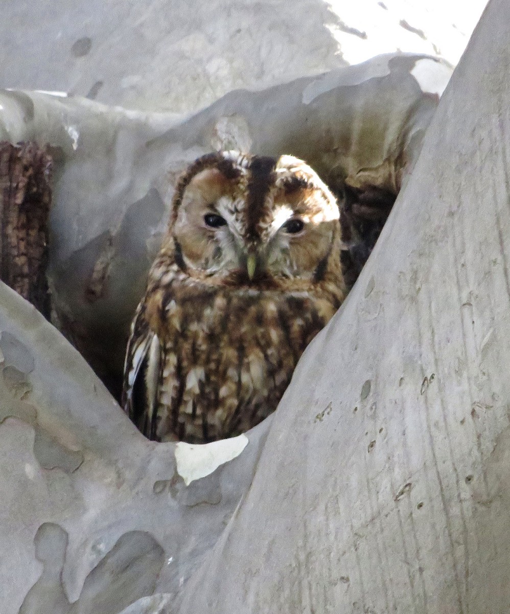 Chouette hulotte - ML644523969