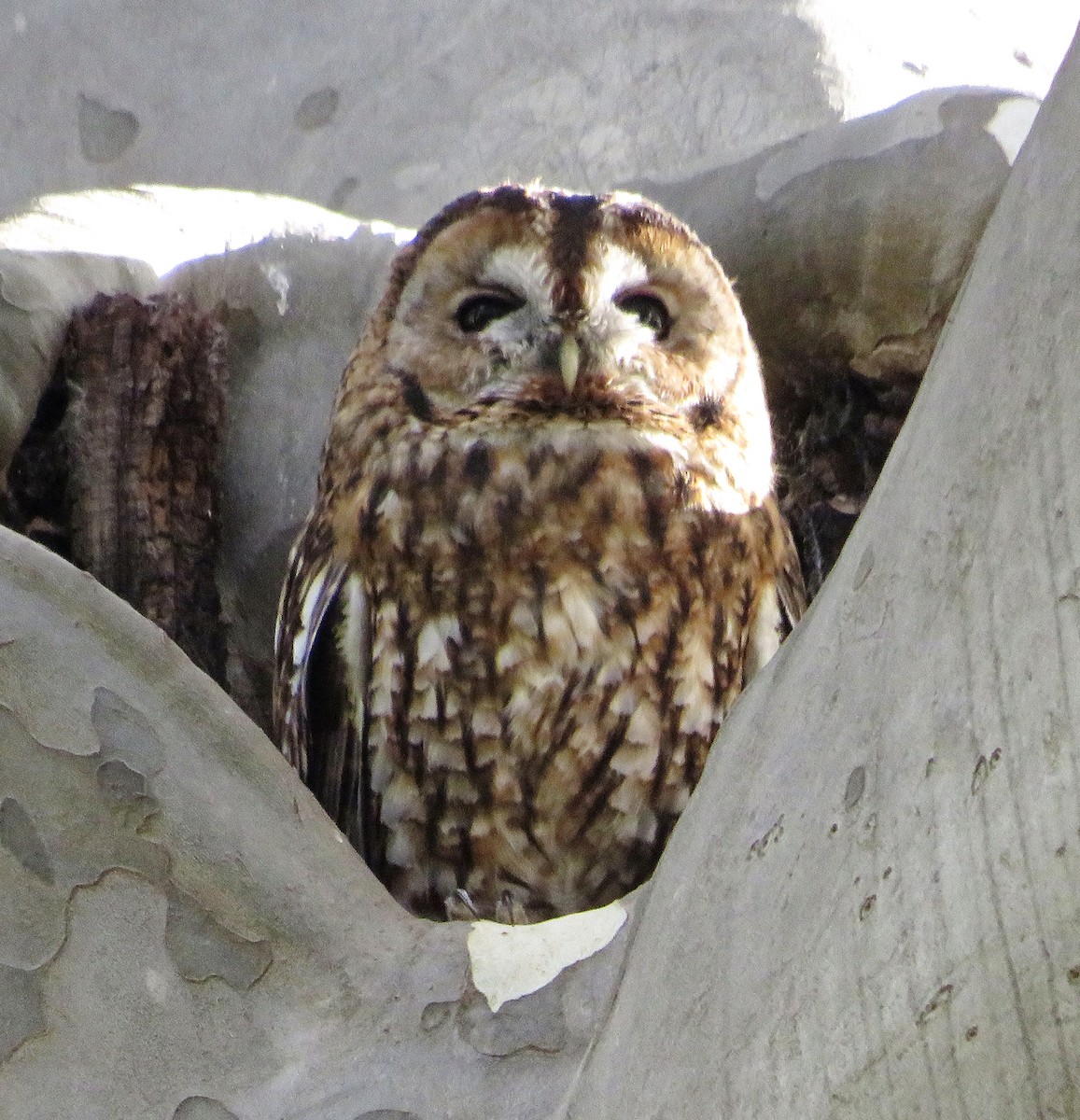 Chouette hulotte - ML644523970