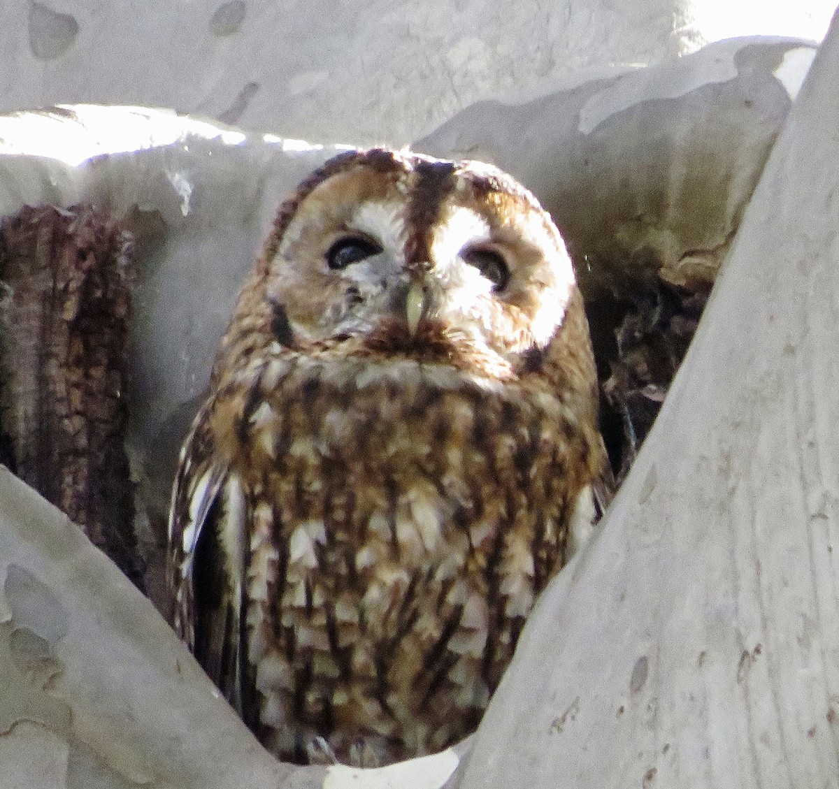 Chouette hulotte - ML644523971